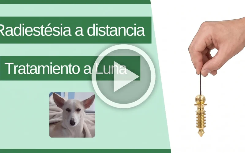 Tratamiento de radiestesia a distancia para la perrita Luna con para mejorar un problema en su ojo